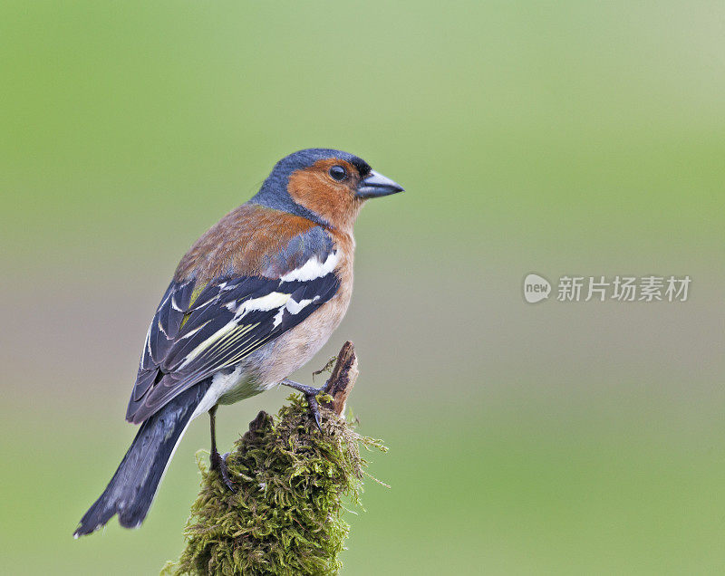 雄性苍头燕雀(Fringilla coelebs)在长满苔藓的树枝上